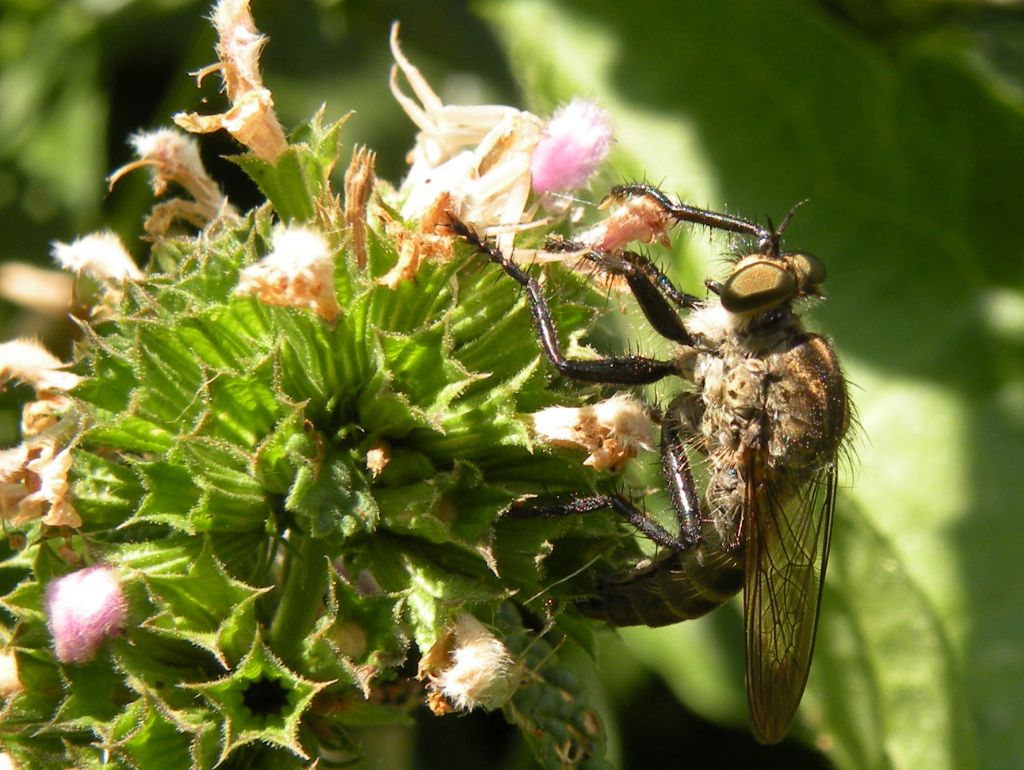 Asilidae greci